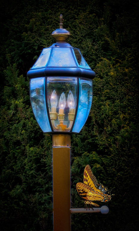 Blue Lite with Butterfly